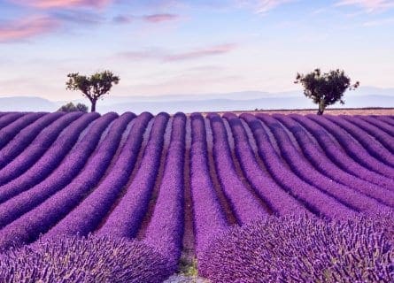 Provence Wine Tour