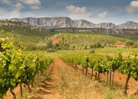 Vineyards near Sainte Victoire Mountain