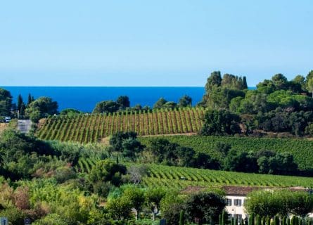 Vineyards of Cotes de Provence Near Saint Tropez