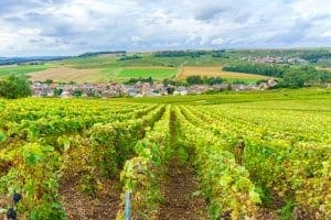 Champagne Vineyards Champagne Vineyards