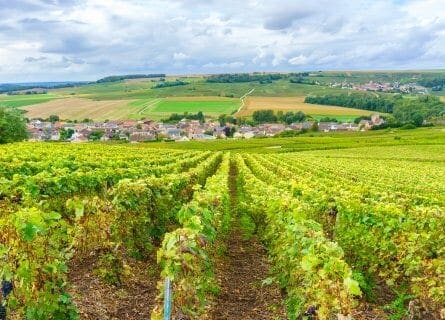 Champagne Vineyards