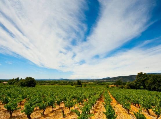 Vineyards of the Southern Rhone