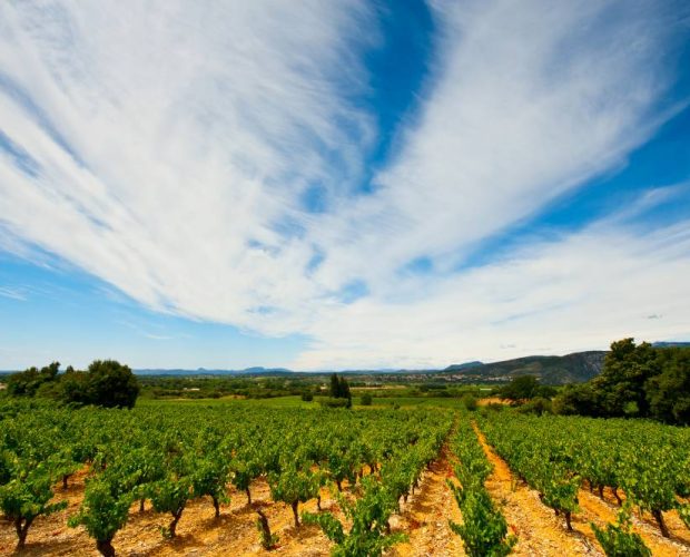 Vineyards of the Southern Rhone