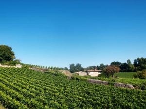 Saint Emilion Vineyards Saint Emilion Vineyards