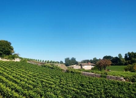 Saint Emilion Vineyards