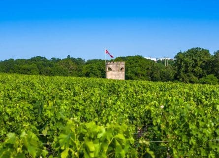 Vineyards of Chateau Cos D