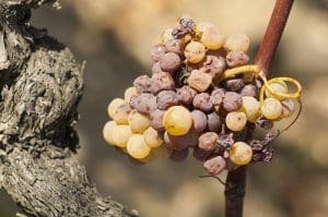 “noble rot” or Botrytis Cinerea “noble rot” or Botrytis Cinerea