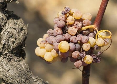 “noble rot” or Botrytis Cinerea