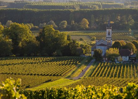 The vineyards of Sauternes-Loupiac