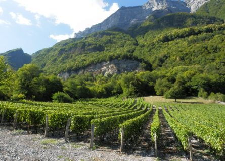 Sloping vineyards of the Savoie