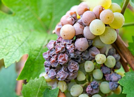 Botrytis mold 