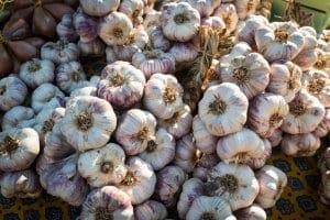 Pink Garlic Pink Garlic