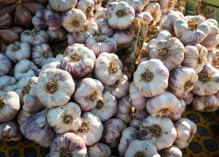 Pink Garlic