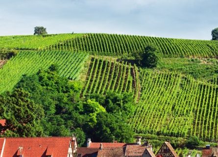 wine-regions - alsace-vineyards.jpg