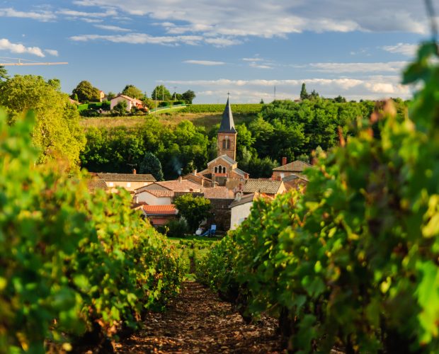 Beaujolais Wine Region Guide