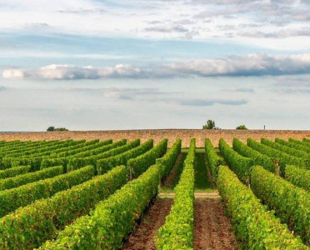 Blaye Wine Region Guide