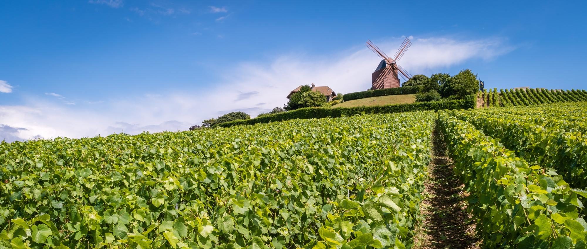 Champagne » French Wine Region » CellarTours