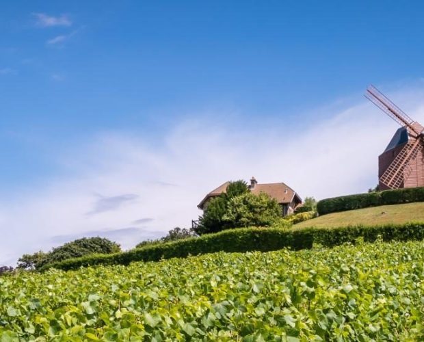Champagne Wine Region Guide