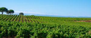 coteaux-d-aix-en-provence wine-regions - coteaux-d-aix-en-provence