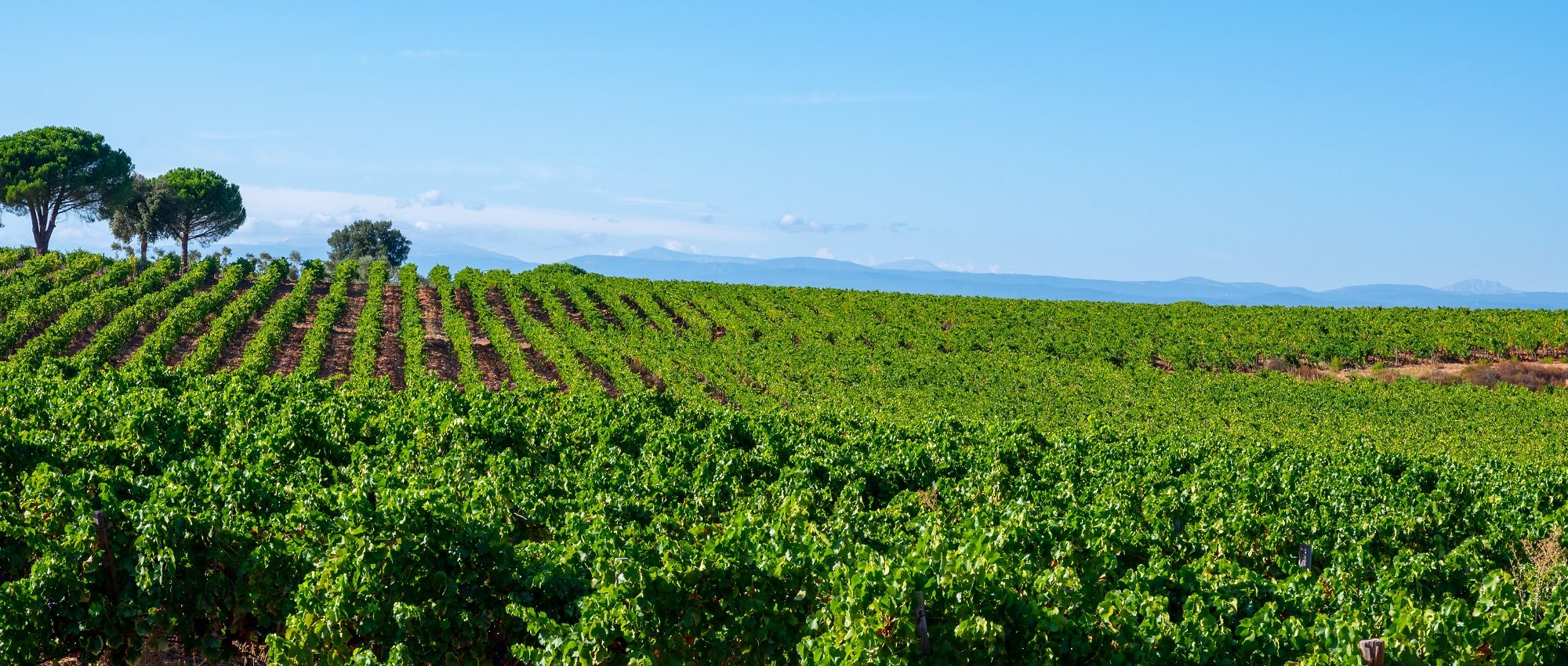 Coteaux d'AixenProvence Wine Region » Provence » Cellar Tours