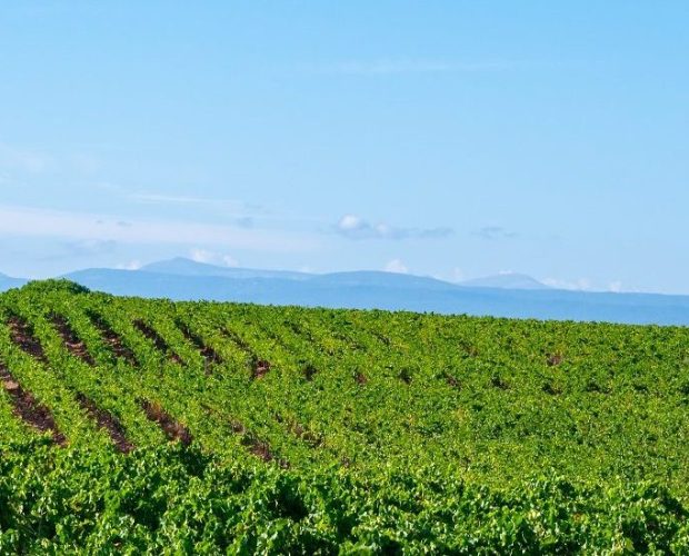 Coteaux d’Aix-en-Provence Wine Region Guide