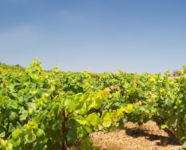 Fitou Wine Region Guide