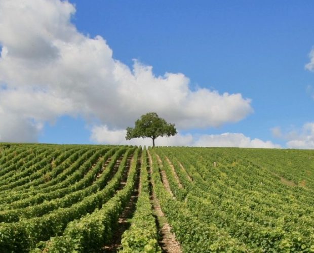 Gaillac & Fronton Wine Regions Guide