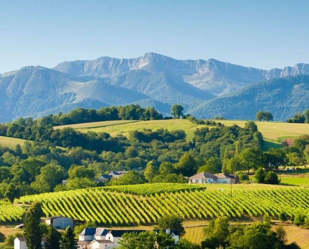 Irouléguy & Jurançon Wine Regions Guide