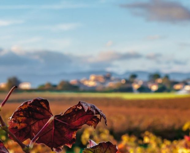 Limoux Wine Region Guide
