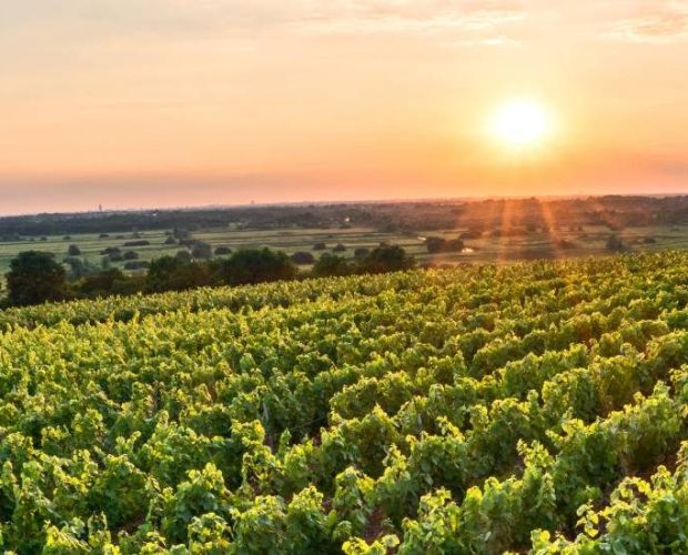 Muscadet Wine Region Guide