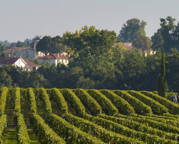 Pomerol Wine Region Guide