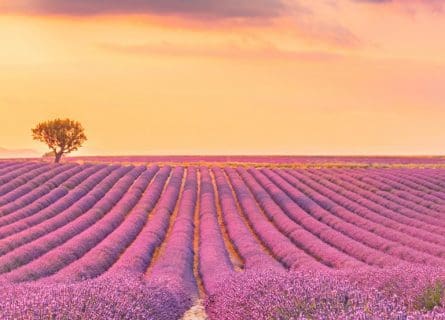 provence wine region