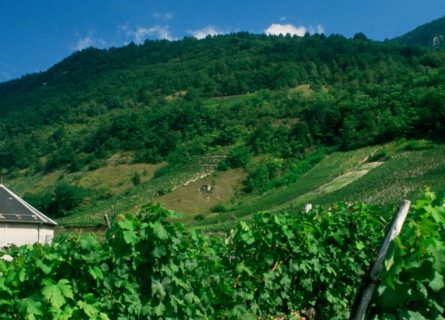 savoie wine region