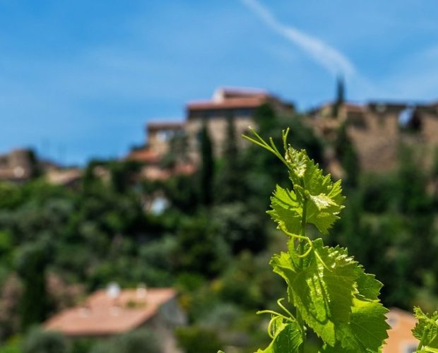 Tavel Wine Region Guide