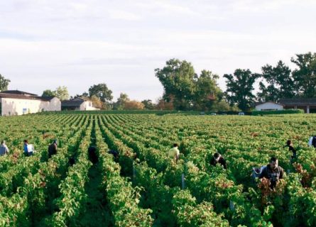 Haut Bailly