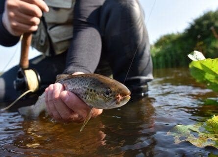 Fly fishing at Delphi Lodge