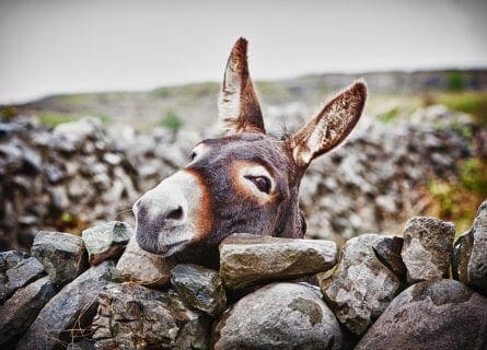 Friendly Locals