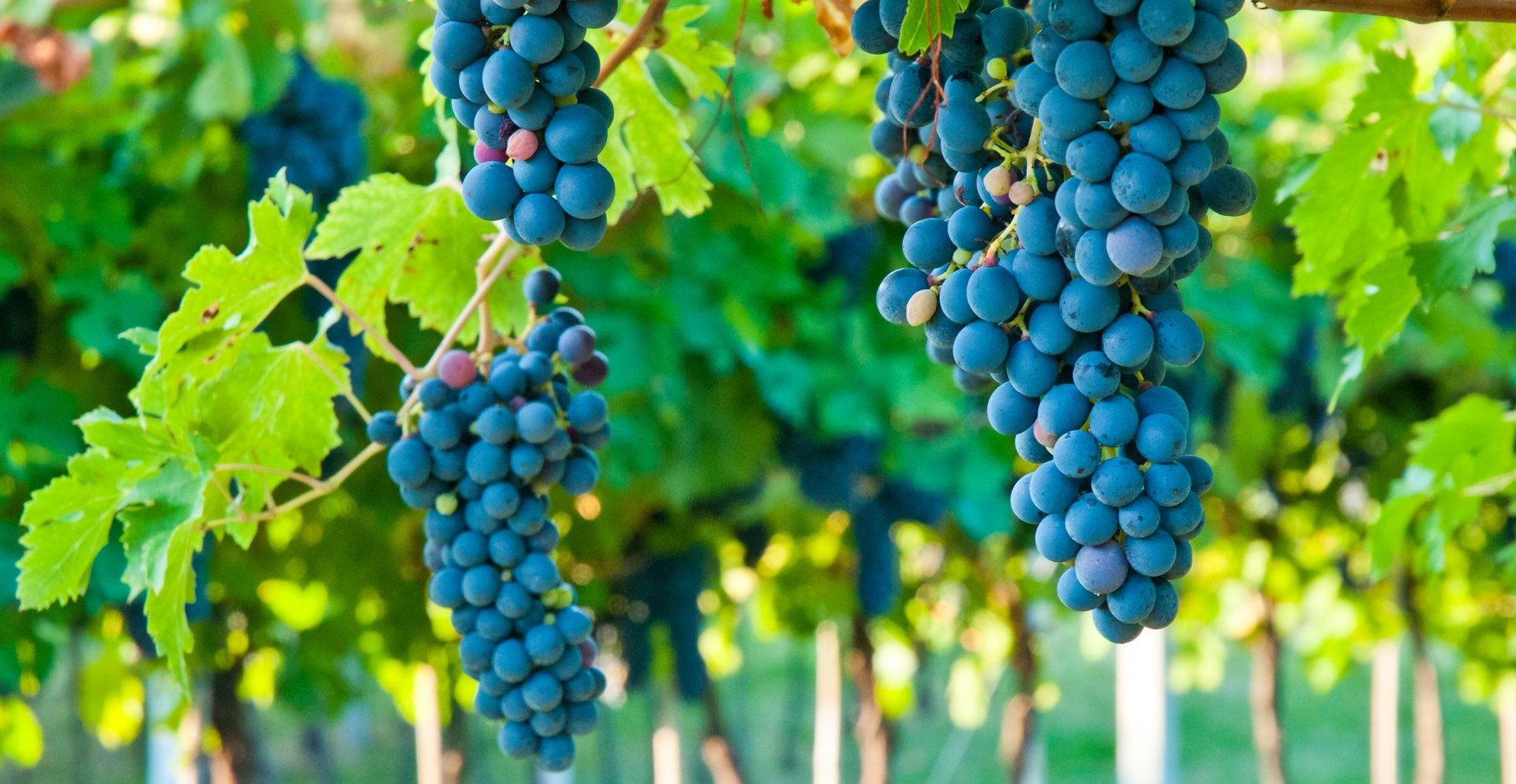 Amarone Wine Tours » VIP visits to Top Valpolicella Wineries » CellarTours