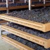 Amarone Wine Tours