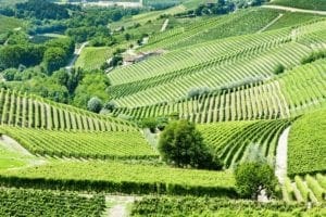 barbaresco photo barbaresco - barbaresco-vineyards