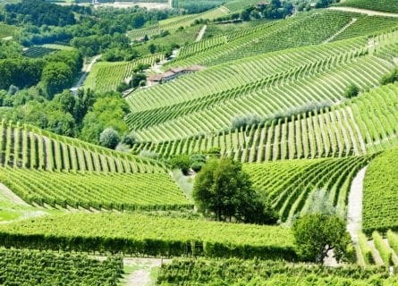 barbaresco - barbaresco-vineyards