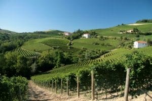 barolo photo barolo - barolo-vineyards