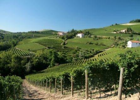 barolo - barolo-vineyards