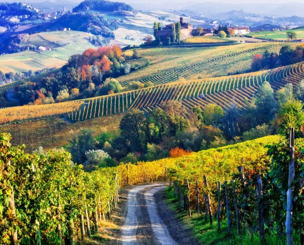 Barolo Wine Region Guide