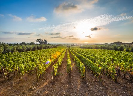 Bolgheri vineyards, strongly influenced by the Tyrrhenian Sea