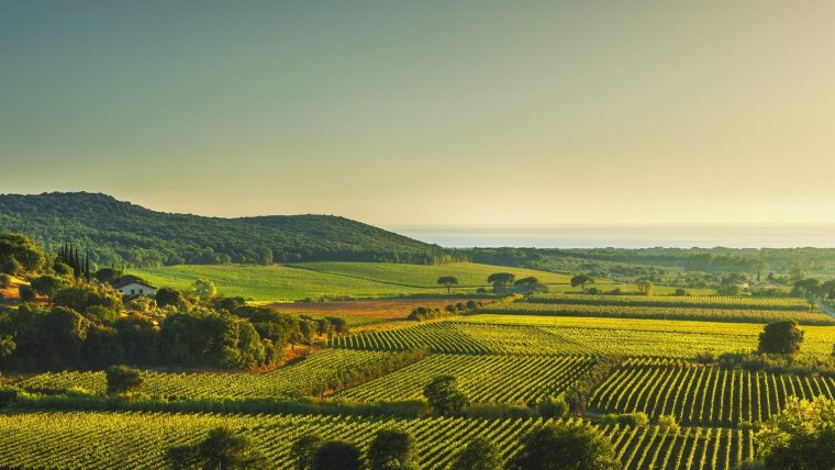 Bolgheri