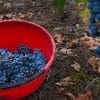 Bolgheri Wine Tour