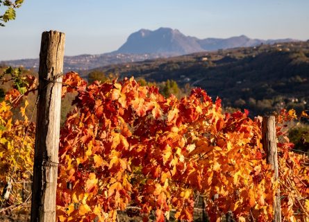 Colorful Vineyards near Taurasi