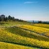 Private Chianti Wine Tours