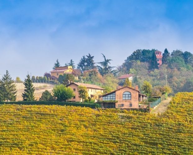 Cortese di Gavi Wine Region Guide